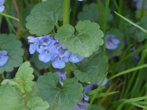 ground ivy /hondsdraf