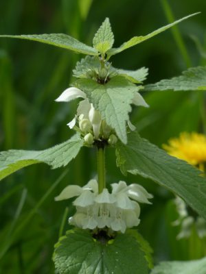 witte dovenetel